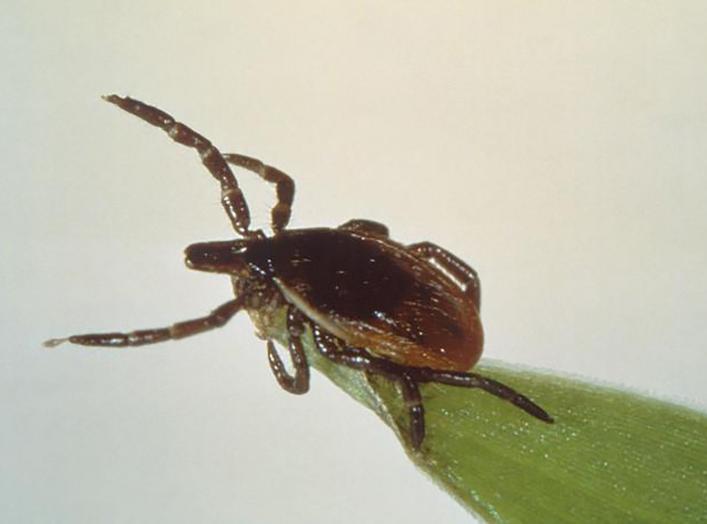 https://pictures.reuters.com/archive/HEALTH-LYME--TM3EC2819S301.html