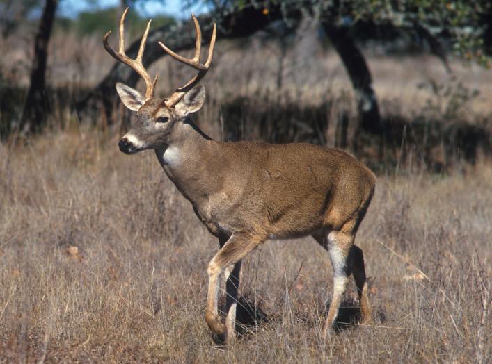 https://upload.wikimedia.org/wikipedia/commons/b/b7/White-tailed_deer.jpg