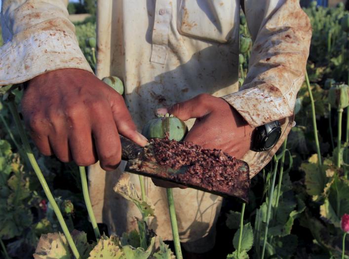 Raw opium from a poppy head is seen at a poppy farmer's field on the outskirts of Jalalabad, April 28, 2015. REUTERS/Parwiz