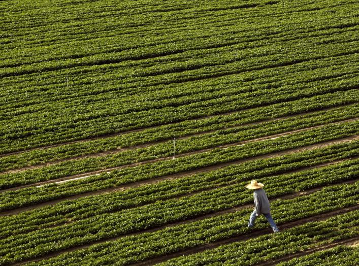 A farmer walks through a field bordering Highway 99 in Turlock, California April 22, 2015. REUTERS/Robert Galbraith